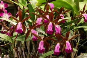 Cattleya dormaniana Sunset Valley Orchids CCM/AOS 88 pts. Flowers